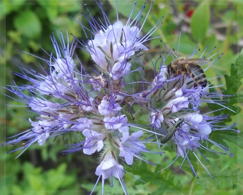 Bienenfreundliche Pflanzen im Hollergarten - Phacelia tanacetifolia
